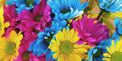 Kaufen Sie polnische Gemüseblumensamen in großen Mengen